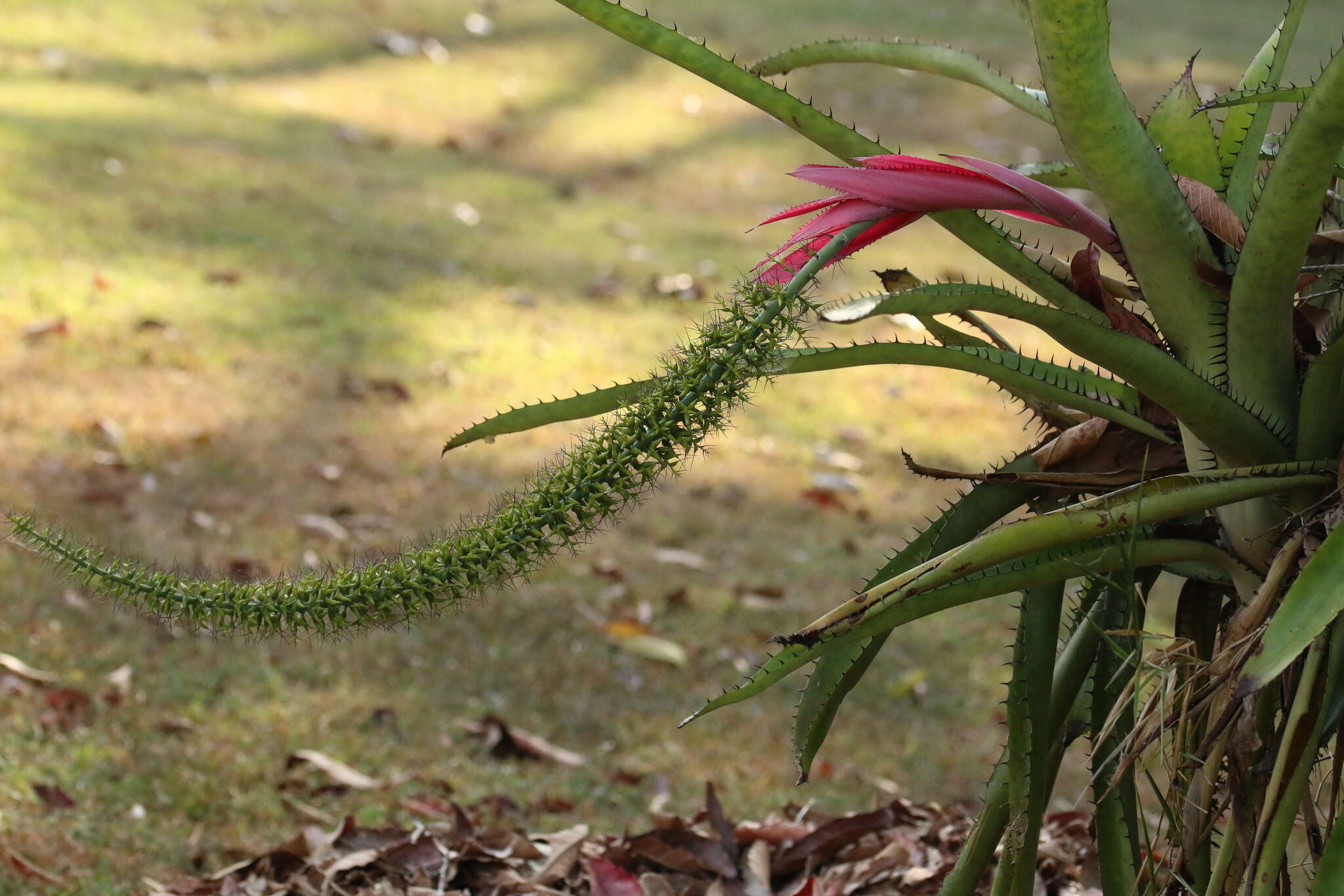 Imagem de Aechmea setigera Mart. ex Schult. & Schult. fil.