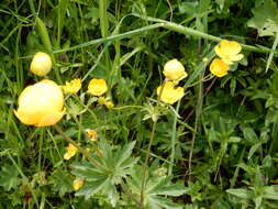 Image of Globe flower