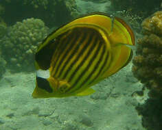 Слика од Chaetodon fasciatus Forsskål 1775