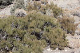 Image of Green Ephedra