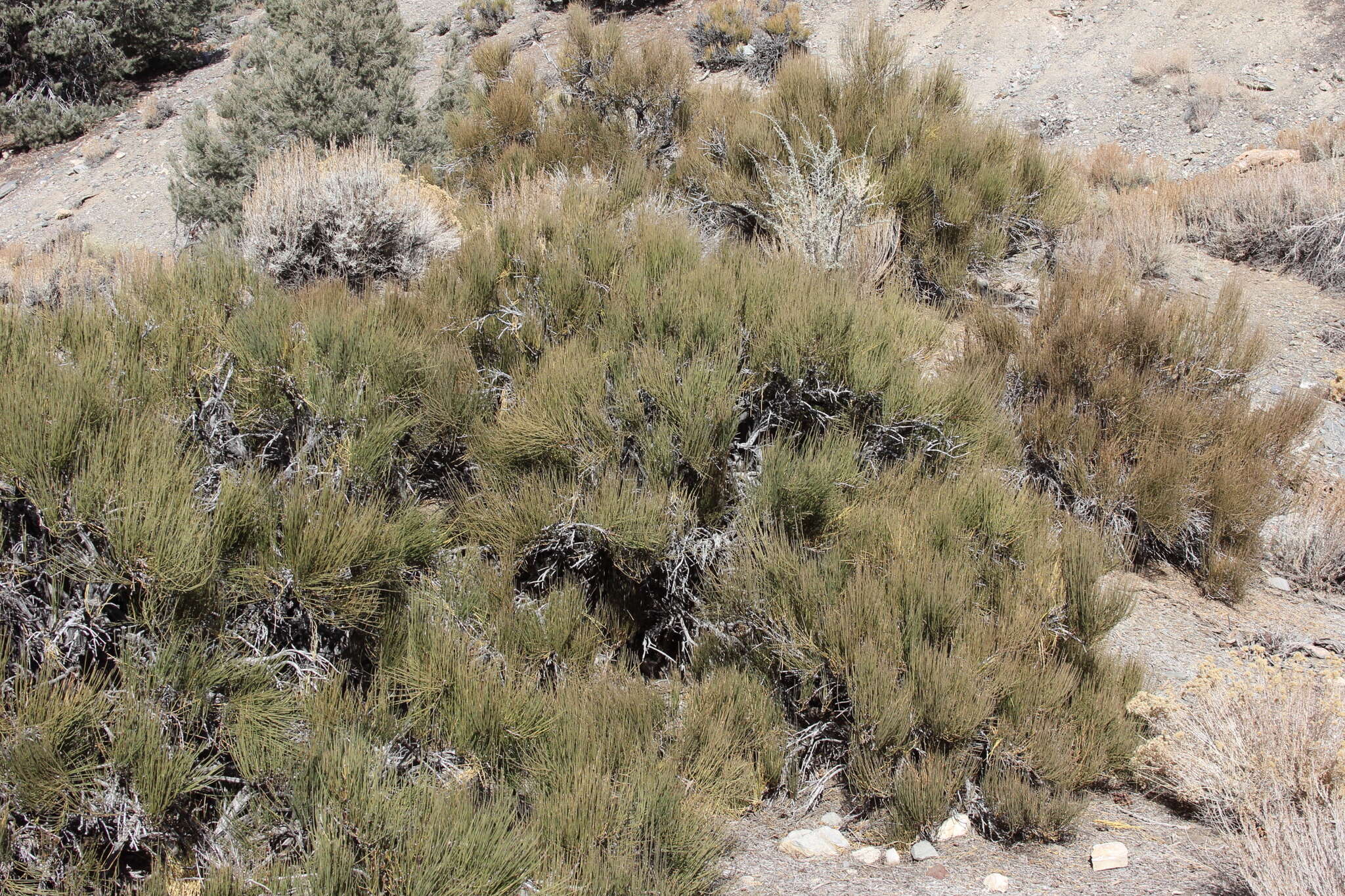 Image of Green Ephedra