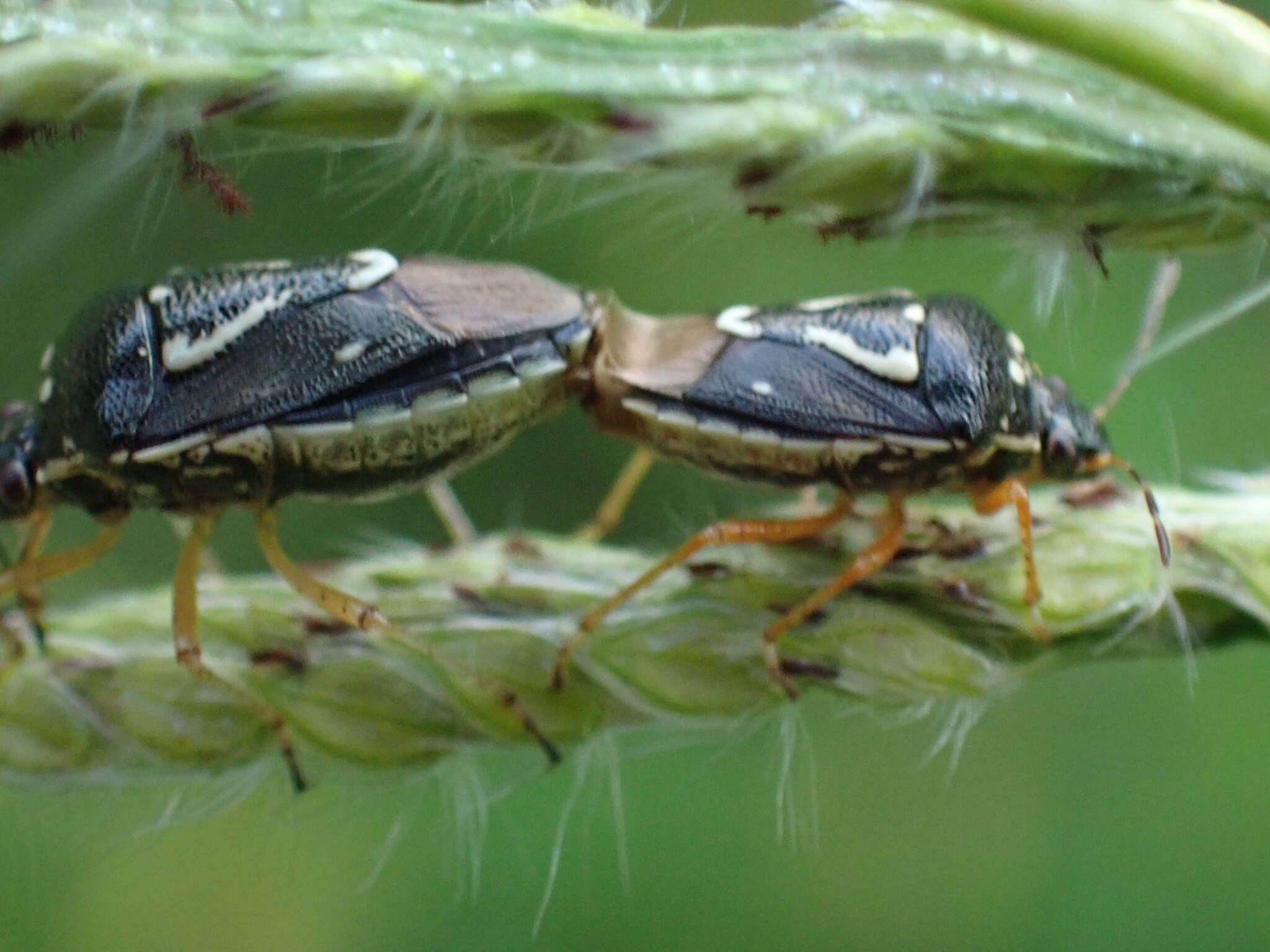 Image of Mormidea (Mormidea) pama Rolston 1978