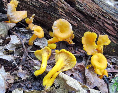 Image of Craterellus ignicolor (R. H. Petersen) Dahlman, Danell & Spatafora 2000