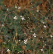 Слика од Gypsophila capillaris (Forsk.) C. Chr.