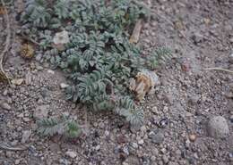 Imagem de Astragalus monoensis Barneby