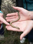 Image of Slendertail Lance Skink