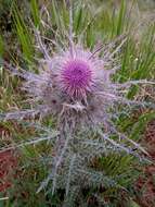 Image of Cirsium nivale (Kunth) Sch. Bip.