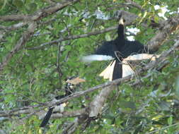 Image of Malabar Pied Hornbill