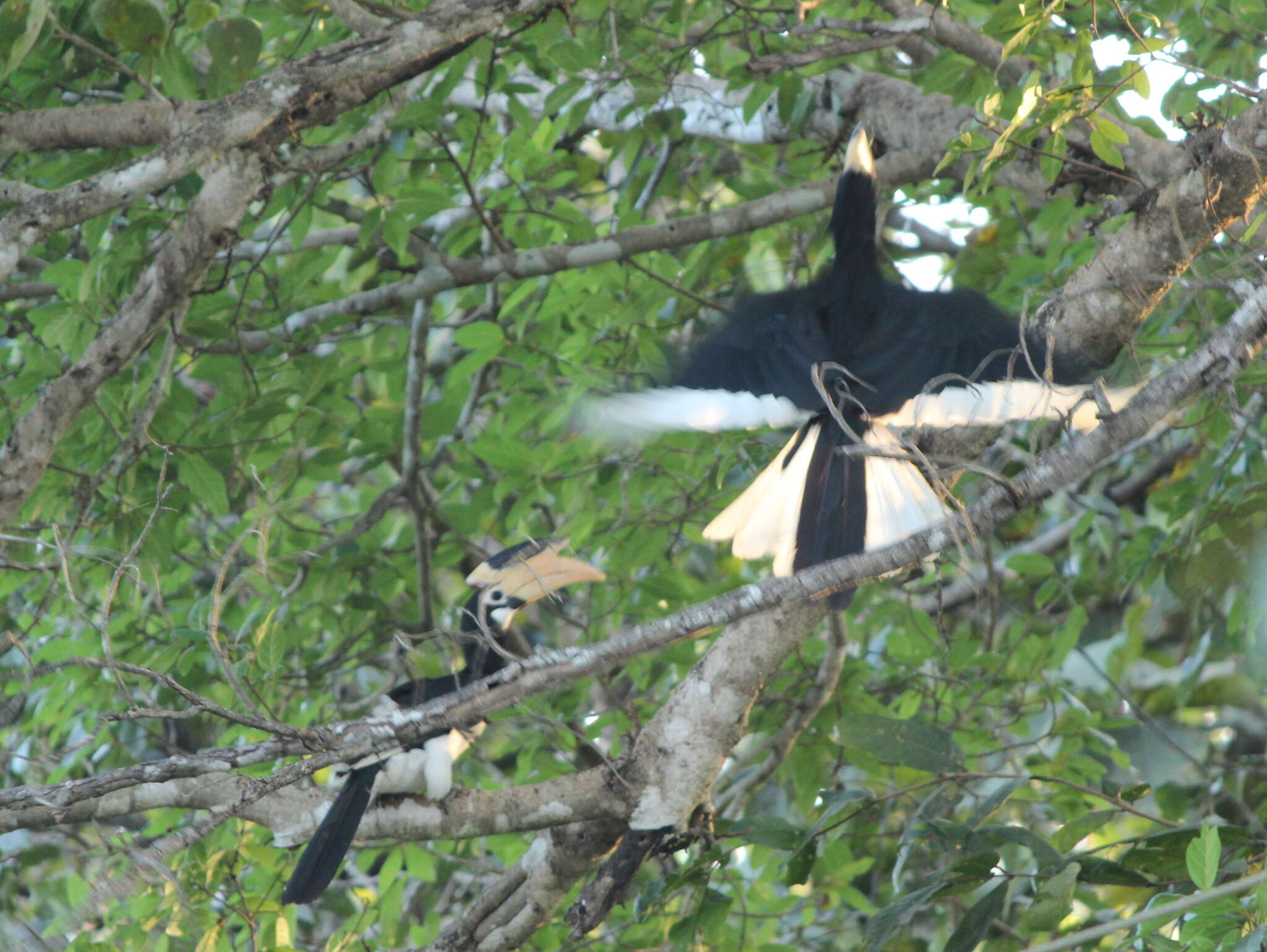 Image of Malabar Pied Hornbill