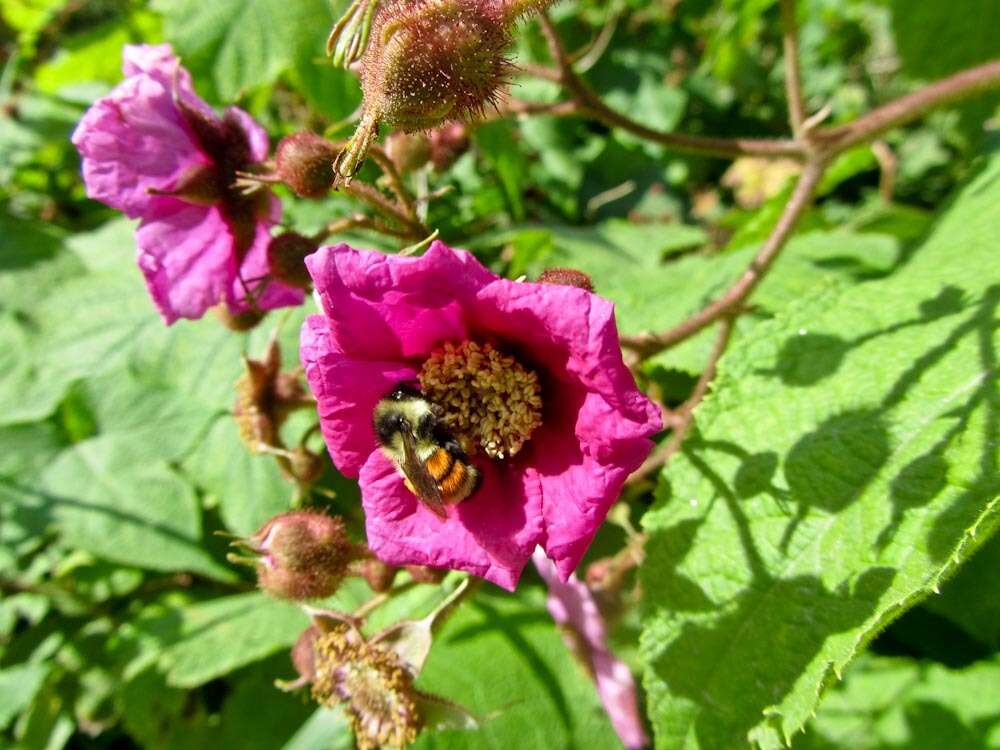 Image of Tricolored Bumble Bee