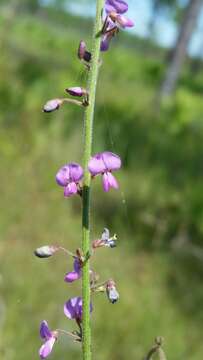 Image of Slim-Leaf Tick-Trefoil