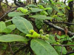 Image of Hairy Psychotria