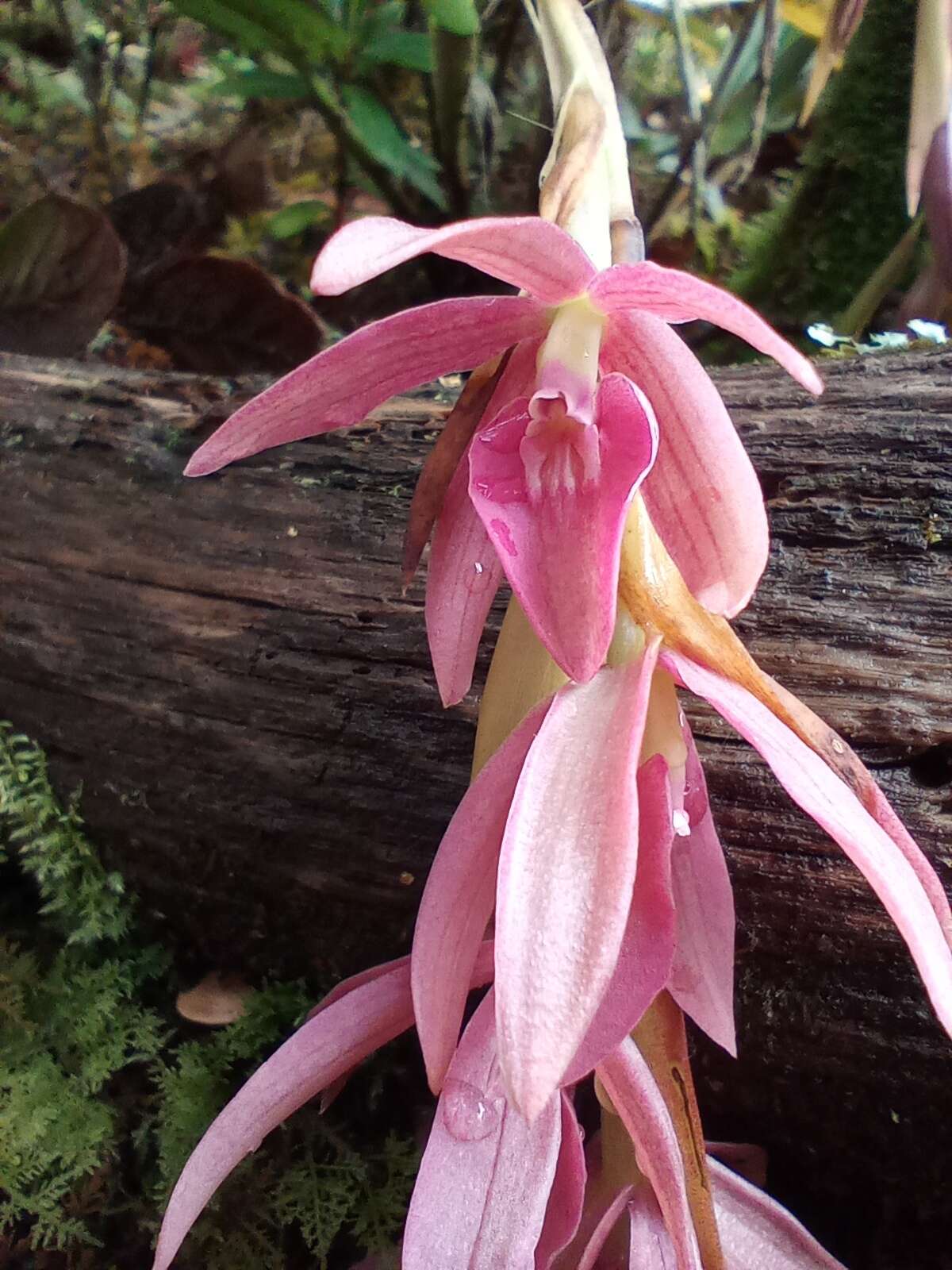 Image of Epidendrum paucifolium Schltr.