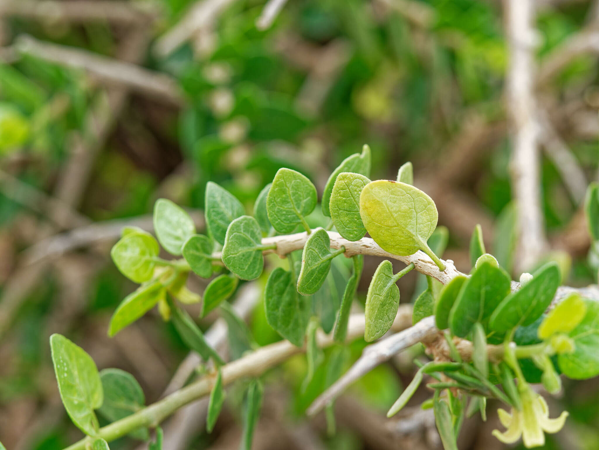 Image of Withania frutescens (L.) Pauquy