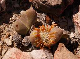 Image of Tanquana archeri (L. Bol.) H. Hartmann & S. Liede