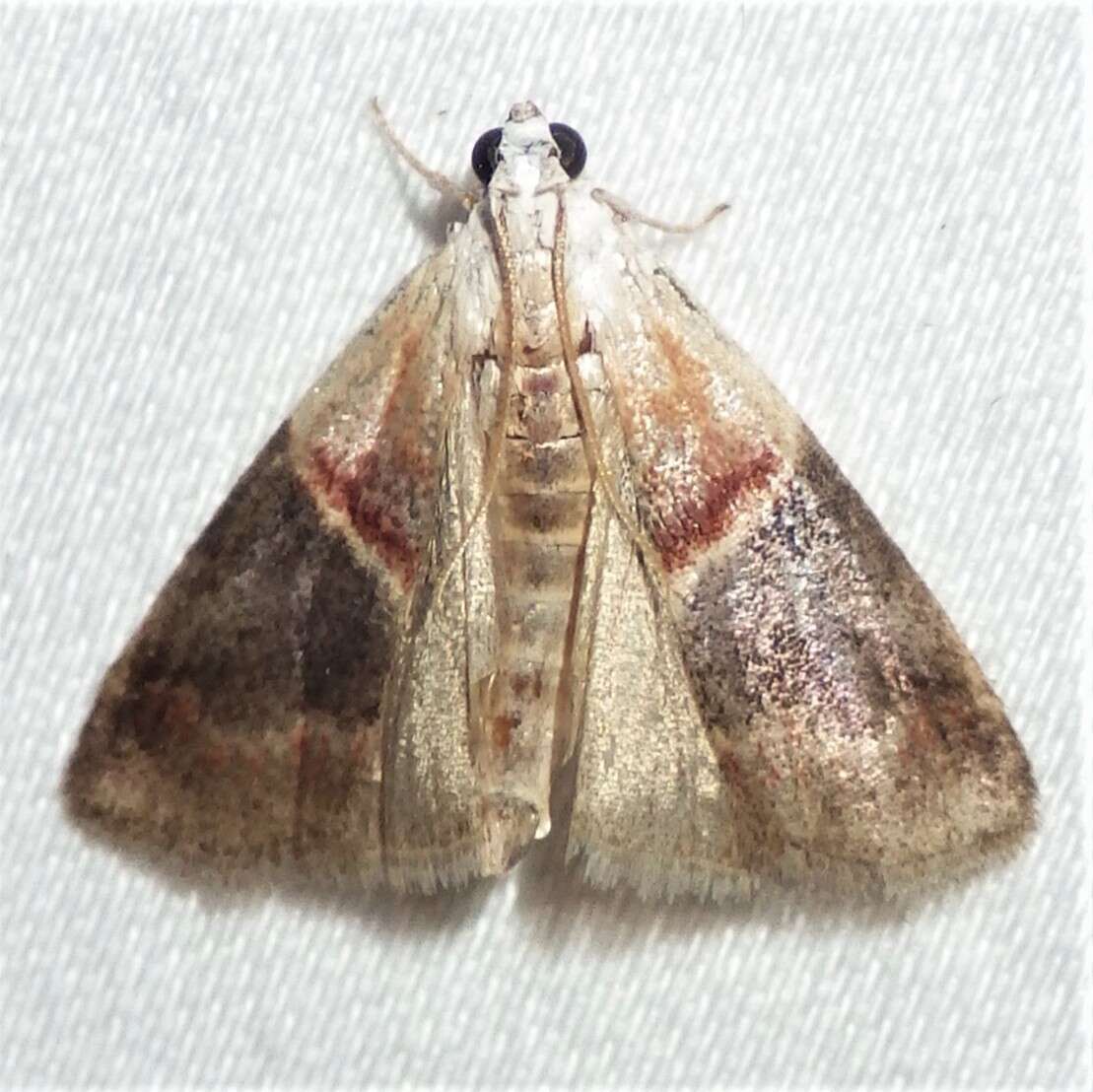 Image of Walnut Shoot Moth