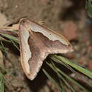 Image of Rhodostrophia lanceolata Kaila & Viidalepp 1996