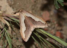 Image of Rhodostrophia lanceolata Kaila & Viidalepp 1996