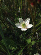 Image of fen grass of Parnassus