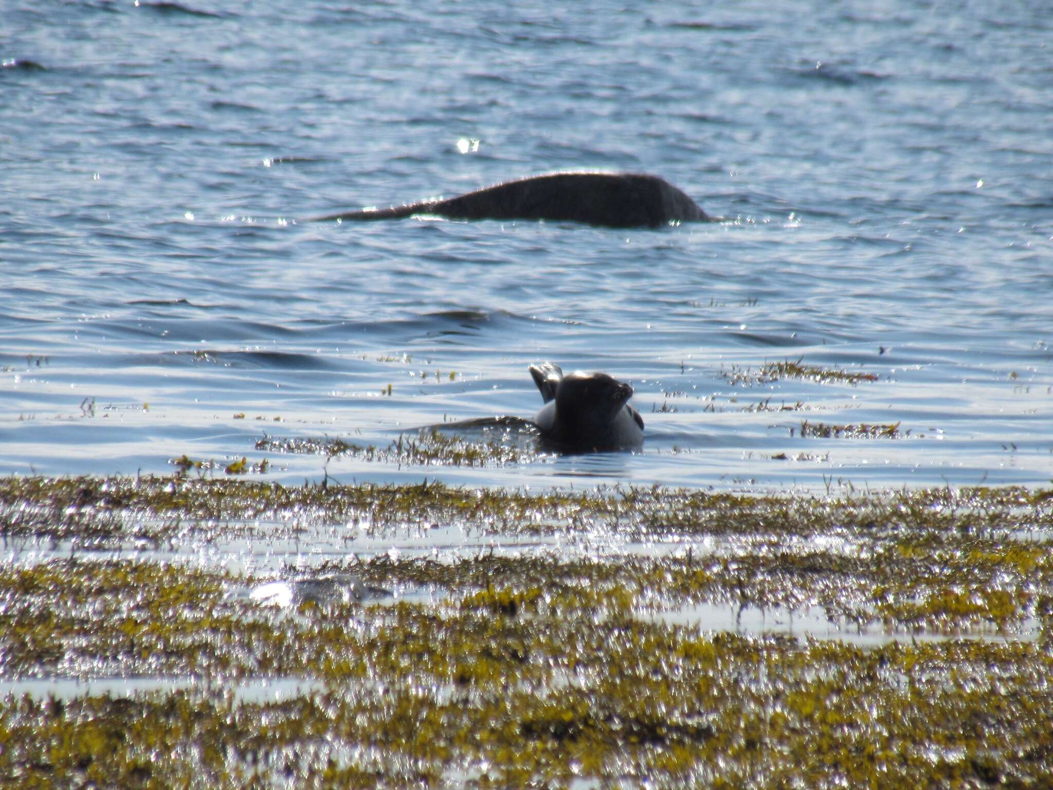 Image of Arctic ringed seal