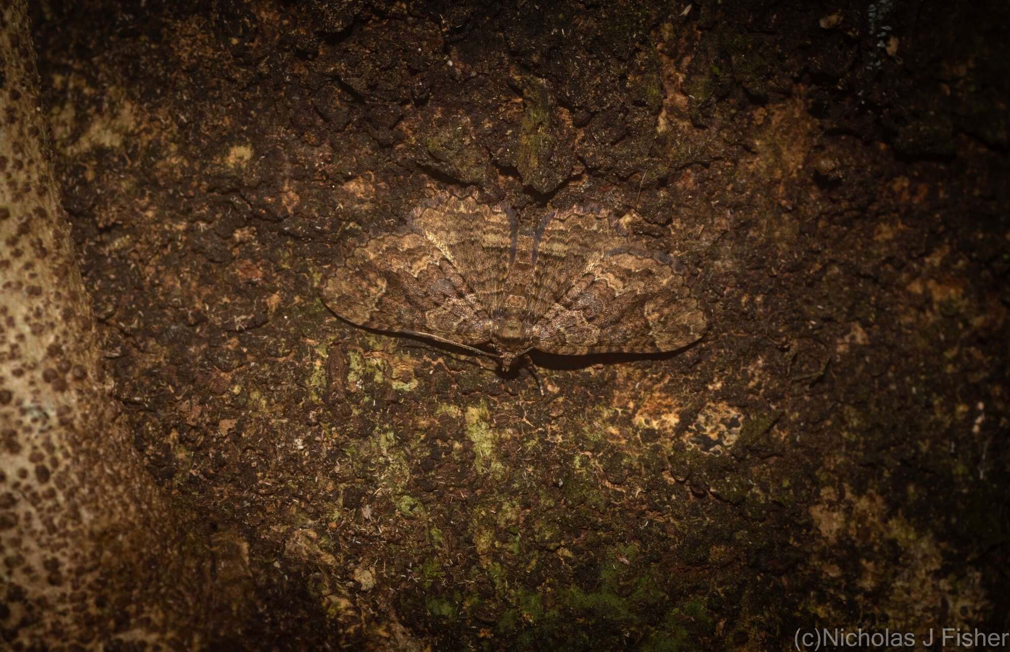 Image of Scotocyma albinotata Walker 1866