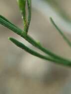 Image of roundleaf snakeweed