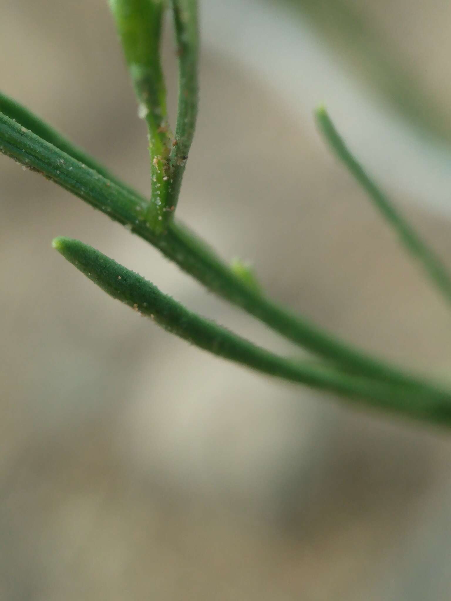 Image of roundleaf snakeweed