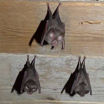 Image of Lesser Horseshoe Bat