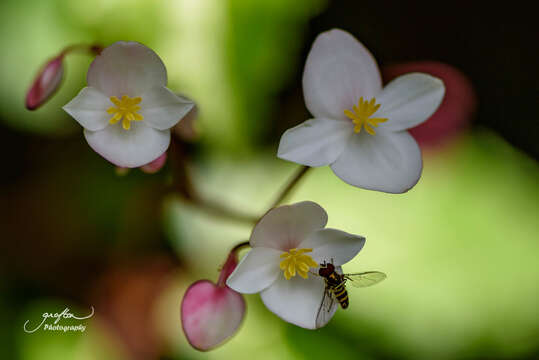 Image of Puerto Rico Begonia