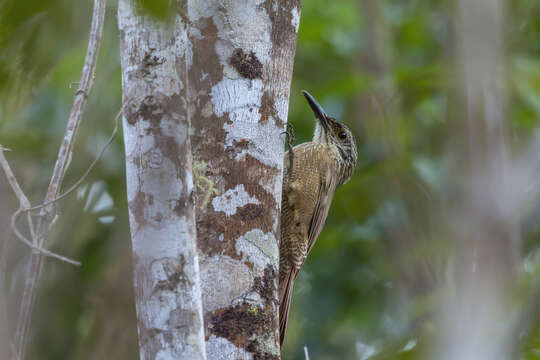 Image of Planalto Woodcreeper