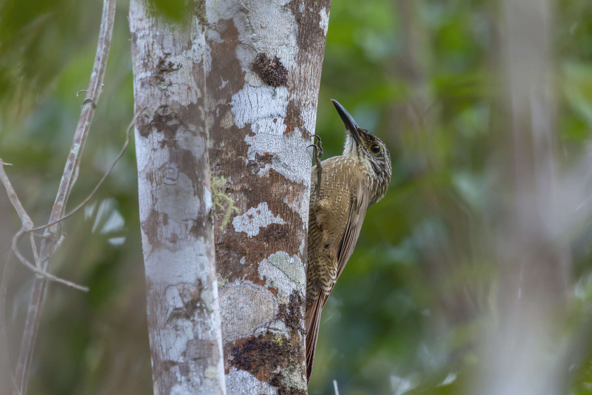 Image of Planalto Woodcreeper