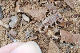 Image of Northern Scorpion