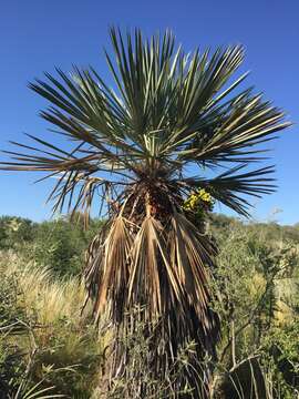 Trithrinax campestris (Burmeist.) Drude & Griseb. resmi