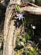 Image of Thelymitra bracteata J. Z. Weber ex Jeanes