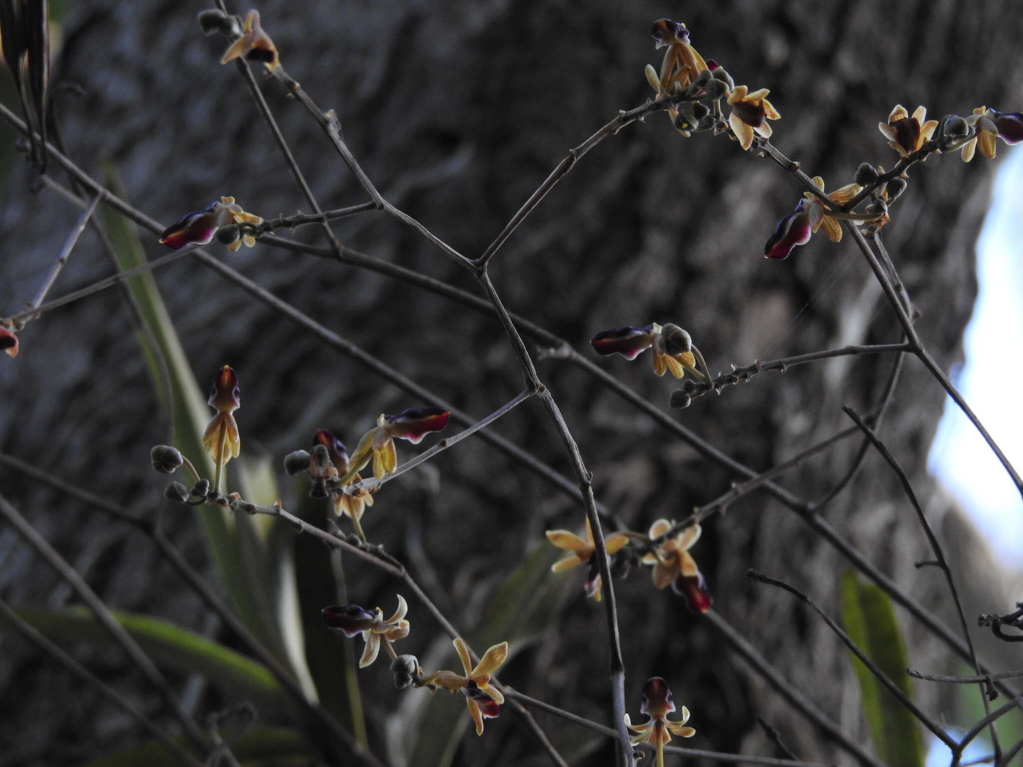 Cottonia peduncularis (Lindl.) Rchb. fil.的圖片