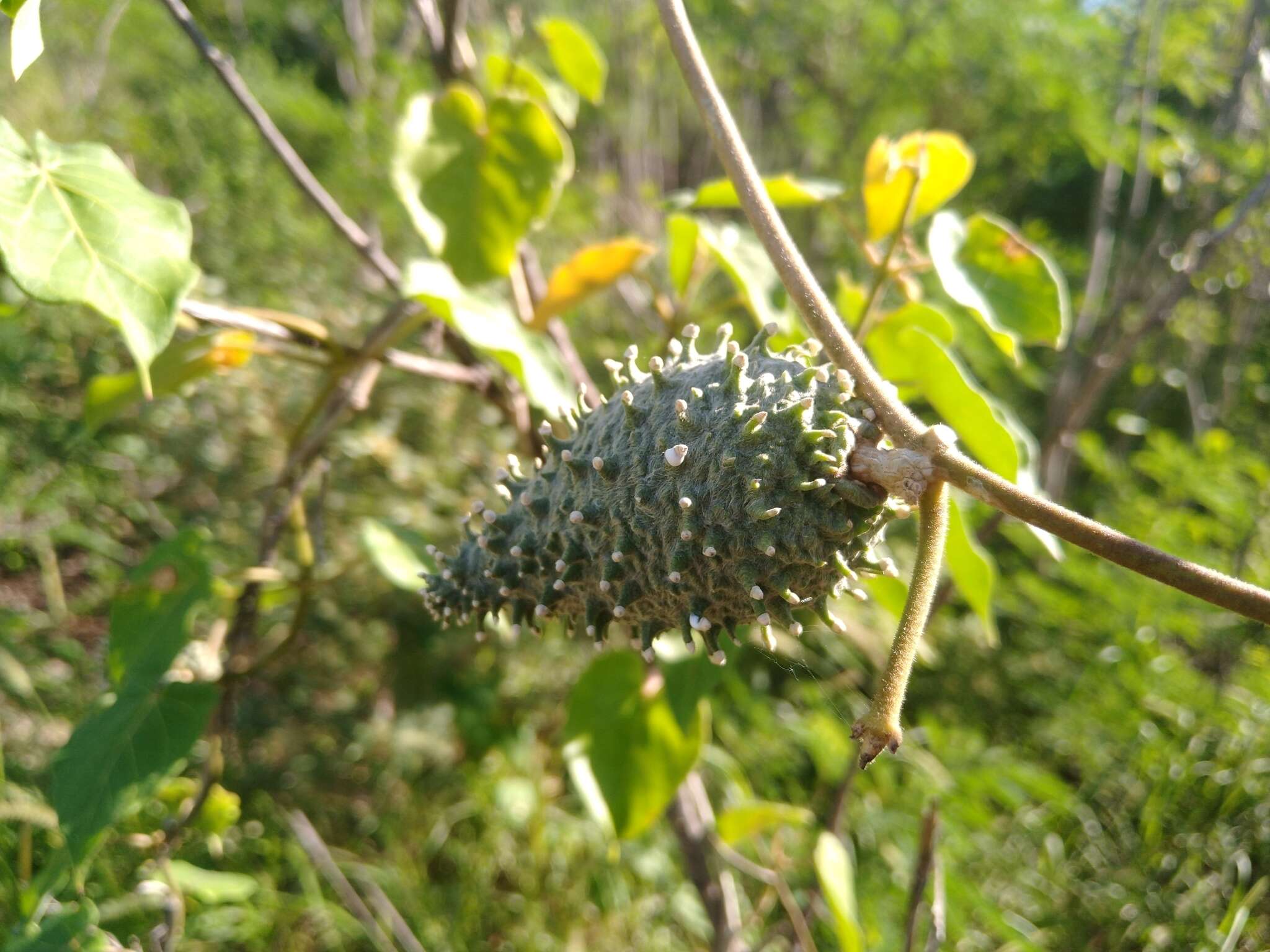 Ibatia maritima (Jacq.) Decne.的圖片