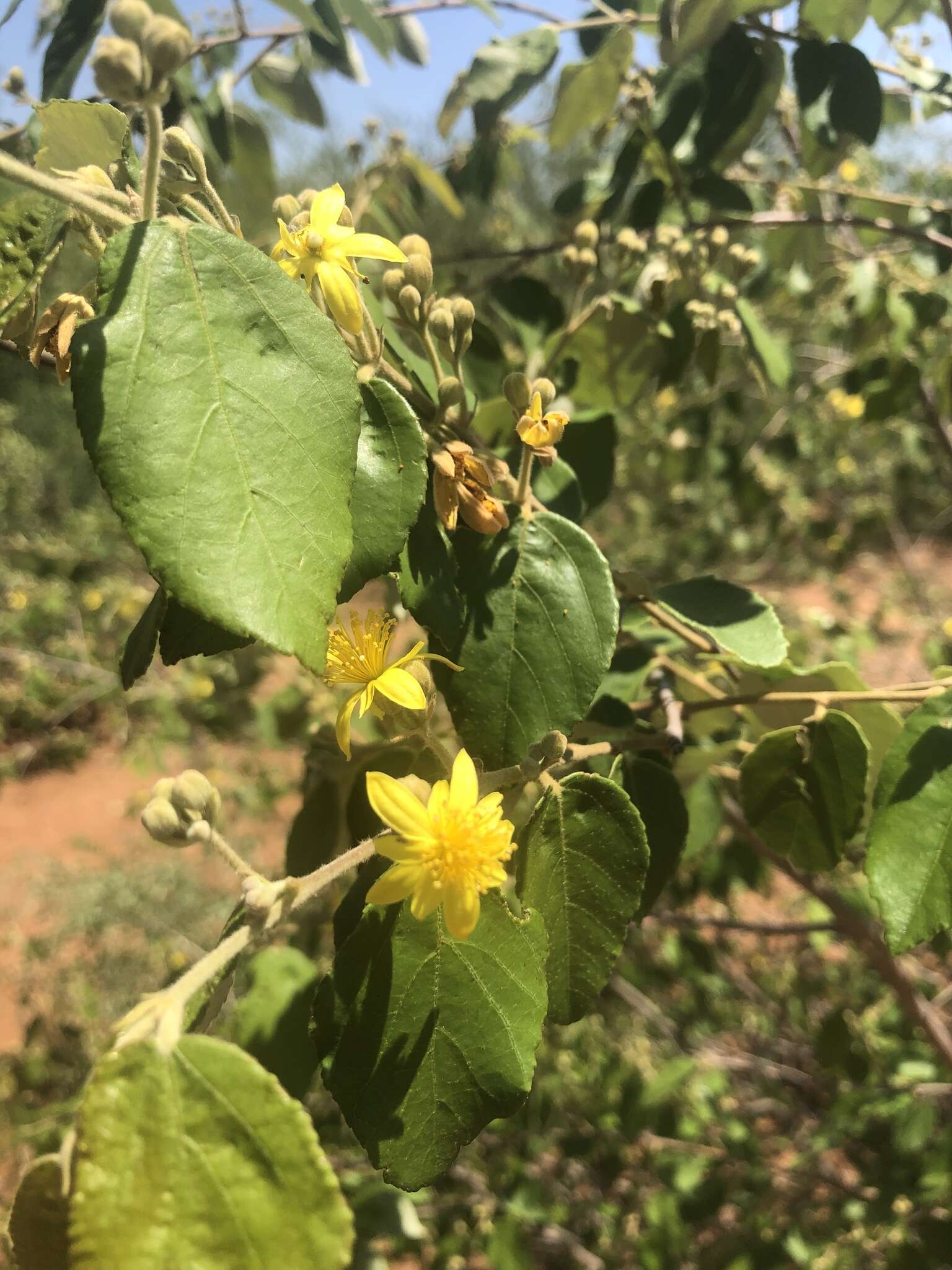 Image of Asegaai wood