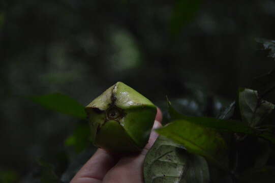 Image of Rothmannia lateriflora (K. Schum.) Keay