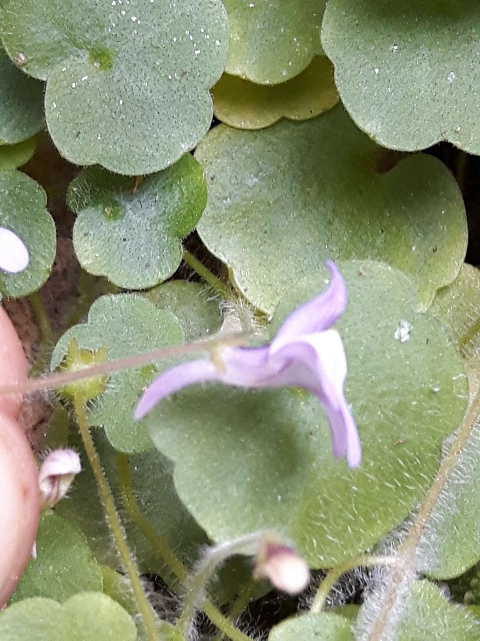 Image of Cymbalaria aequitriloba (Viv.) A. Cheval.