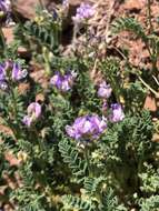 Plancia ëd Astragalus pubentissimus Torr. & A. Gray