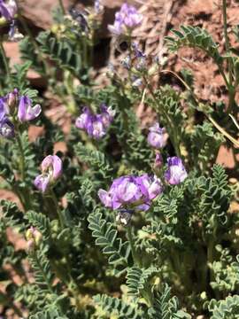 Imagem de Astragalus pubentissimus Torr. & A. Gray