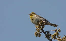 Image of Cinereous Bunting