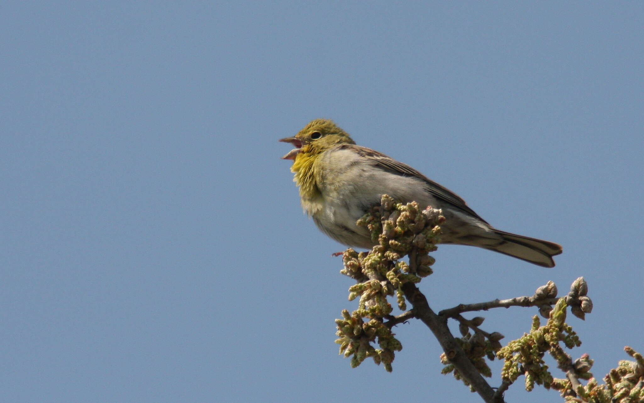 Image of Cinereous Bunting