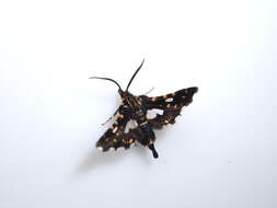 Image of Thyris usitata Butler 1879