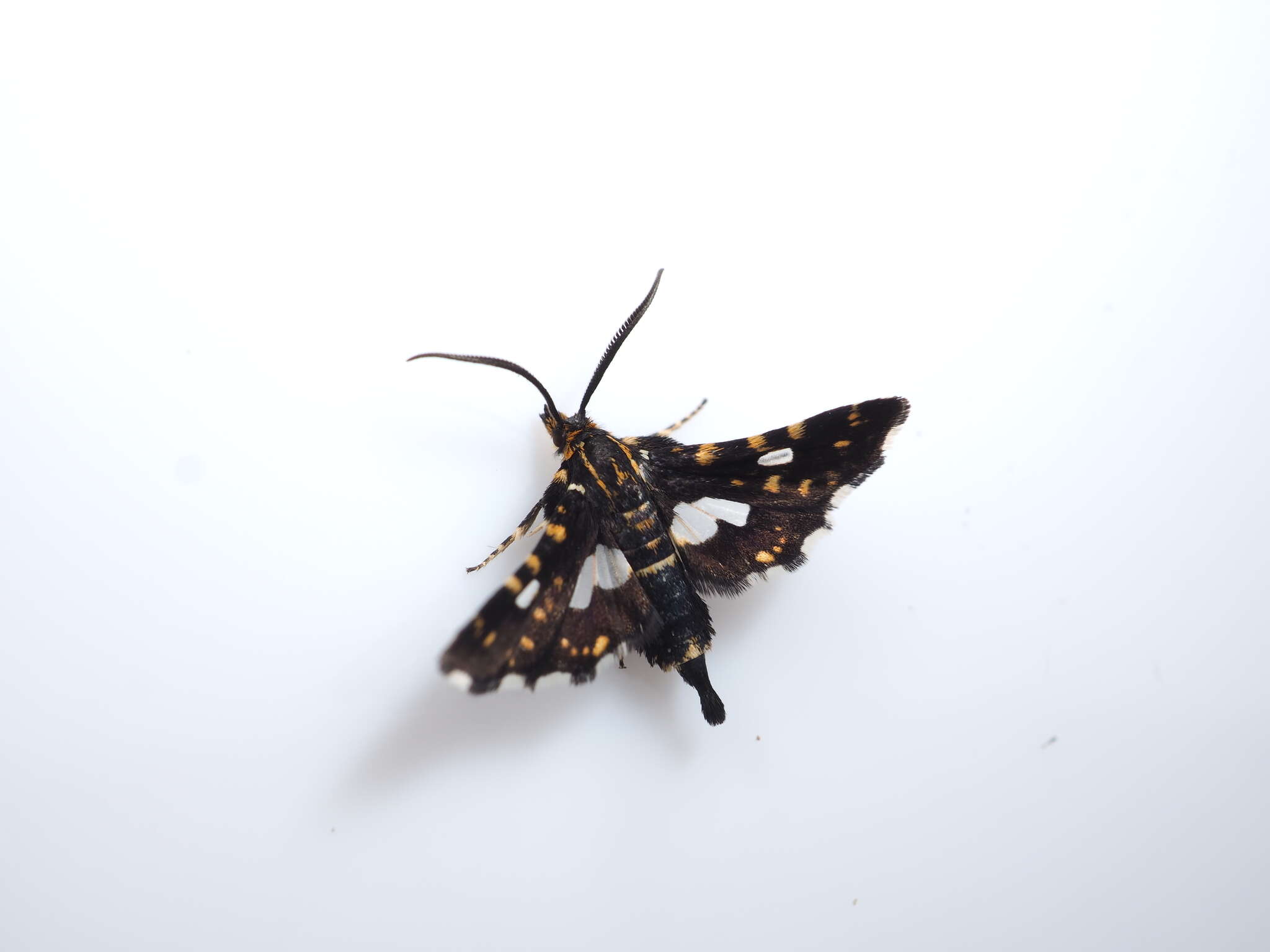 Image of Thyris usitata Butler 1879
