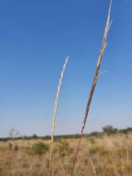 Imagem de Trachypogon spicatus (L. fil.) Kuntze