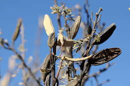 Vachellia hebeclada (DC.) Kyal. & Boatwr. resmi