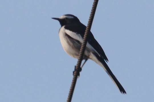 Image of White-browed Wagtail