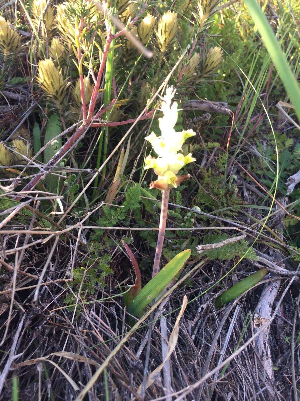 Image of Lachenalia longibracteata E. Phillips