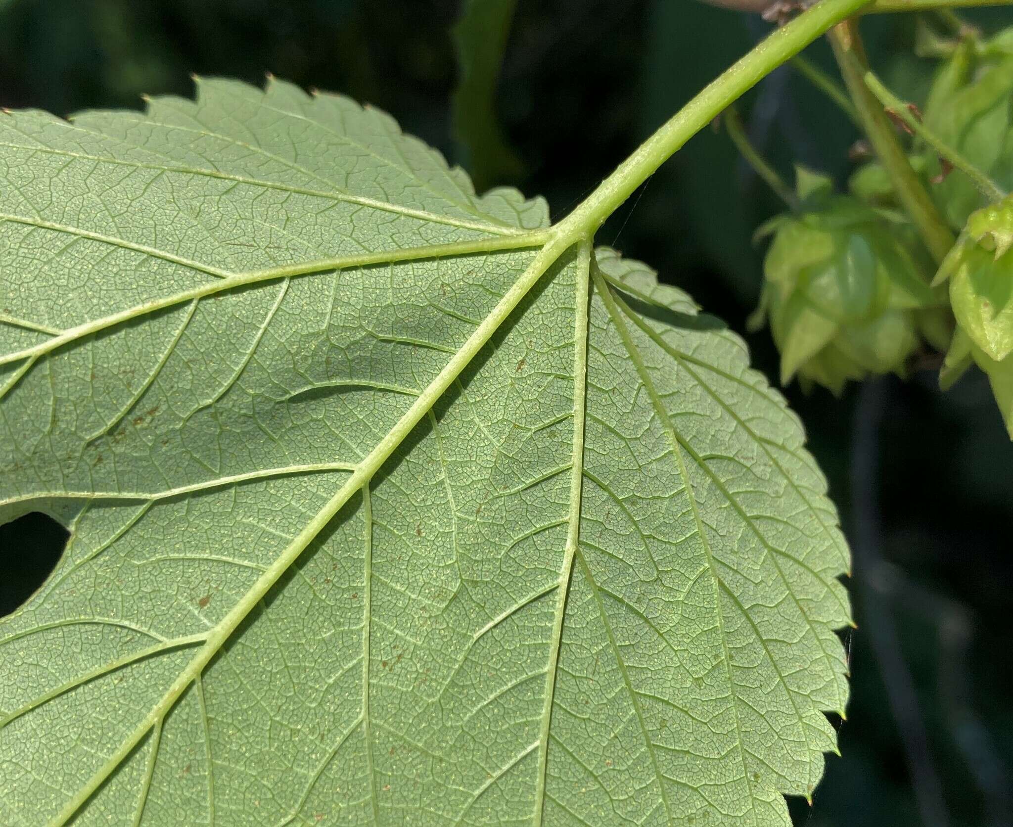 Image of Humulus lupulus var. lupulus